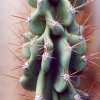 Cereus_peruvianus